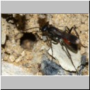 Priocnemis melanosoma - Wegwespe w04a 7mm OS-Hasbergen-Lehmhuegel-det.jpg